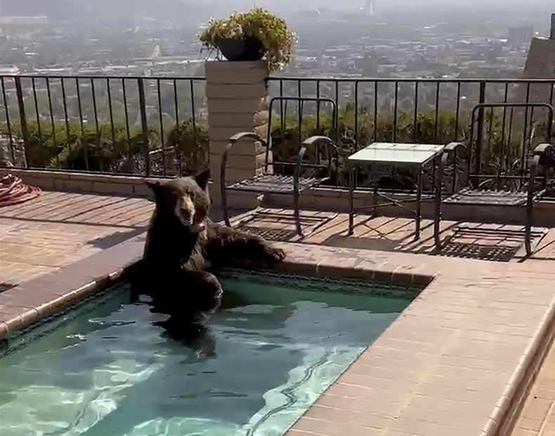 En esta imagen tomada de un video proporcionado por la policía de Burbank, un oso se sienta en un jacuzzi en la ciudad de Burbank, California, el viernes 28 de julio de 2023. La policía de Burbank dijo que los agentes respondían a un avistamiento de un oso en una zona, donde lo encontraron disfrutando de un chapuzón en la vivienda en la zona de Paseo Redondo. Después, el oso trepó un muro y se dirigió a un árbol detrás de la casa, según la policía. (Policía de Burbank via AP)