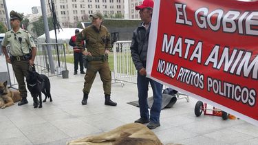 Chile: protestan con león muerto frente a sede de gobierno