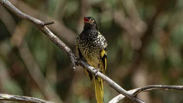 Aves canoras pierden su canto y no encuentran pareja