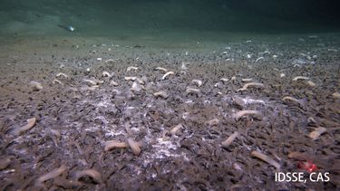Esta imagen sin fecha proporcionada por el Instituto de Ciencia e Ingeniería de Aguas Profundas de la Academia China de Ciencias muestra gusanos tubulares en una fosa oceánica. (Foto, Instituto de Ciencia e Ingeniería de Aguas Profundas, Academia China de Ciencias vía AP)