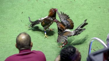 tribunal de apelaciones ratifica la prohibicion de peleas de gallos en estados unidos