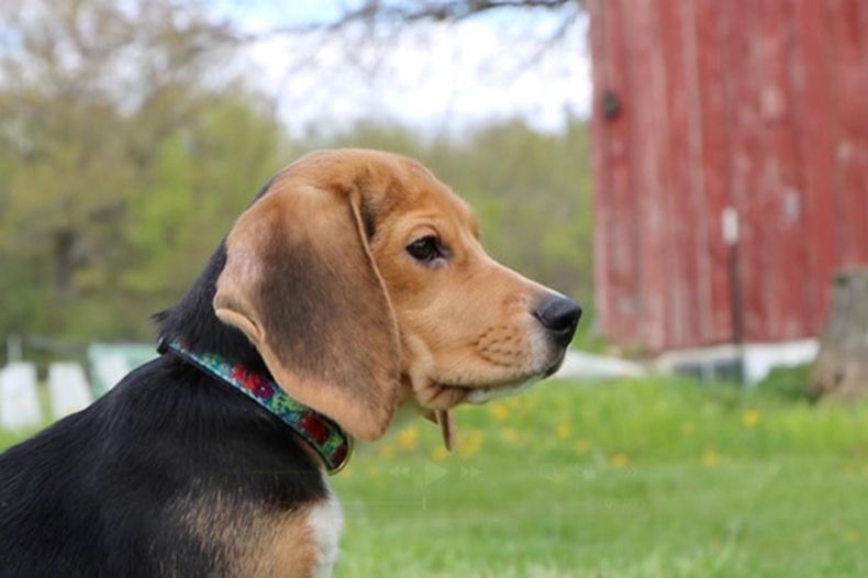 Esta foto sin fechar, proporcionada por Big Dog Ranch Rescue en Loxahatchee, Florida, muestra a Daisy, uno de los aproximadamente 1500 beagles que fueron rescatados de Ridglan Farms, una empresa de cría e investigación canina en Wisconsin. (Big Dog Ranch Rescue vía AP)