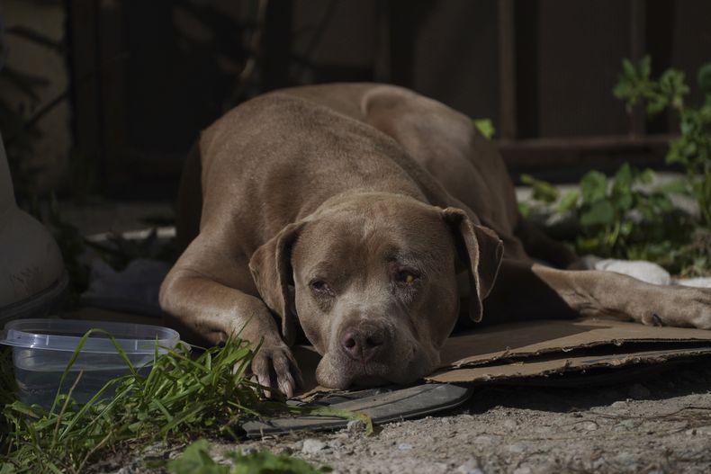 AMN-GEN MÉXICO-PERIODISTAS PROTESTAS