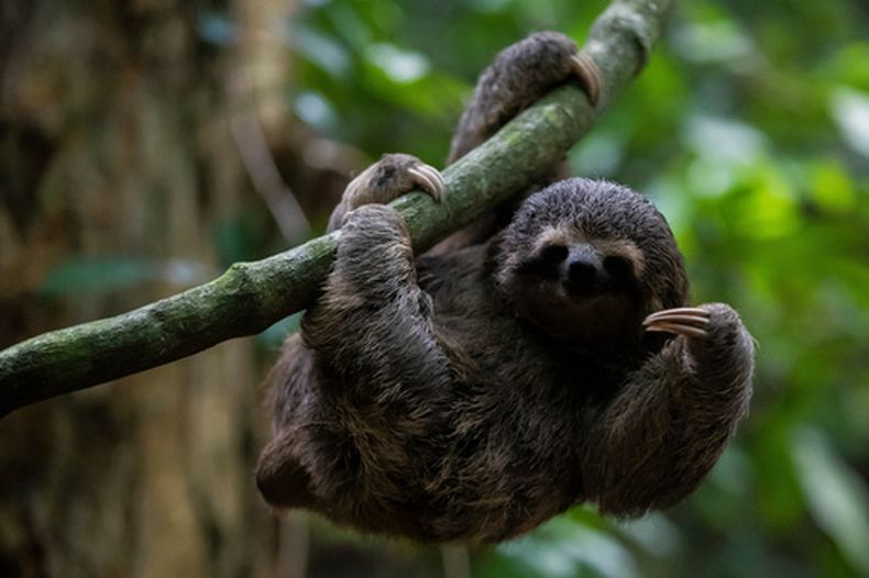 Una pereza en el Jardín Botánico de Río de Janeiro, Brasil, el 13 de marzo del 2023. (AP foto/Bruna Prado)