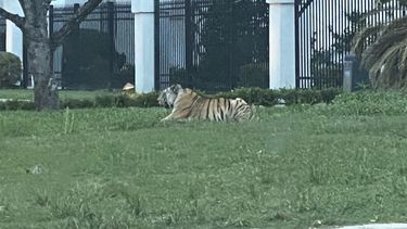 Un hombre es detenido tras huir de la Policía con un tigre en un vecindario de Houston