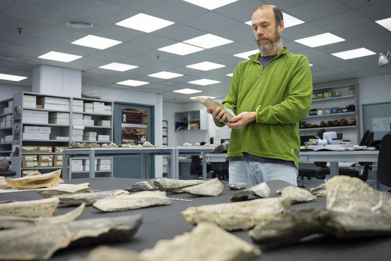 En esta foto, proporcionada por el Consejo Superior de Investigaciones Científicas de España (CSIC), el investigador Ignacio de la Torre sostiene una herramienta de hueso hallada en la Garganta de Olduvai en Tanzania, en el Laboratorio de Arqueología del Pleistoceno del CSIC en Madrid en 2023. (Angeliki Theodoropoulou/CSIC vía AP)