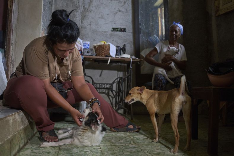 La veterinaria Sandra Fleitas Cruz inspecciona un perro en la casa de Ángela Arias, una jubilada que cuida perros callejeros en La Habana, el jueves 24 de julio de 2025. (AP Foto/Ramón Espinosa)