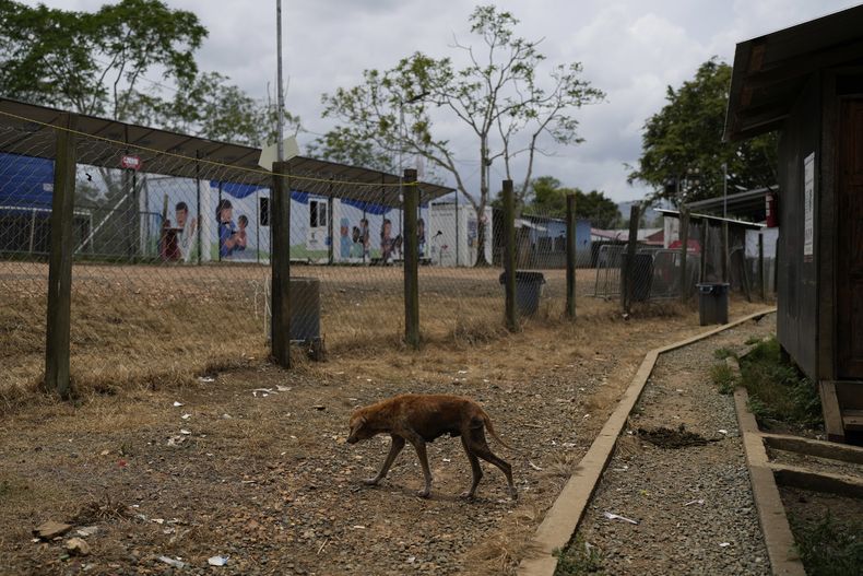 Un perro callejero camina en un centro de acogida de migrantes vacío que solía recibir a cientos de personas cada día después de que cruzaran el Tapón del Darién en su viaje hacia Estados Unidos, en Lajas Blancas, Panamá, el domingo 6 de abril de 2025. (AP foto/Matias Delacroix)