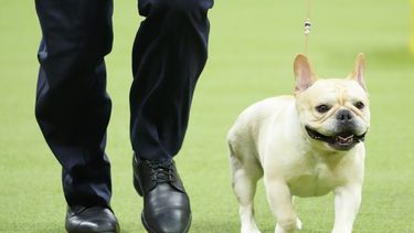 ARCHIVO - Winston, un bulldog francés, participa en la competencia grupal no deportiva en la 147a. exhibición canina del Westminster Kennel Clubel lunes 8 de mayo de 2023, en Nueva York. (AP Foto/Mary Altaffer, Archivo)