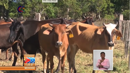 crece el robo de ganado en holguin: extorsionan al dueno de dos vacas y exigen 60 mil pesos de recompensa