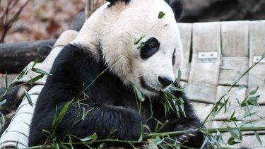 El Zoológico de Washington envía a China al panda Bei Bei