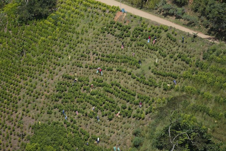 ARCHIVO - Recolectores de hoja de coca en una cosecha en un cerro del Cañón Micay, al suroeste de Colombia, el 13 de agosto de 2024. (AP Foto/Fernando Vergara, Archivo)