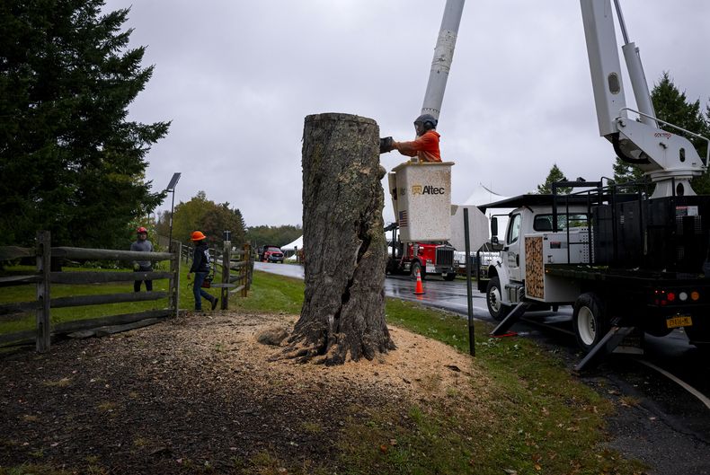 El Árbol de los Mensajes, un árbol del legendario festival de Woodstock de 1969 utilizado por los asistentes al concierto como una especie de tablero de mensajes, es talado el miércoles 25 de septiembre de 2024 en el Centro para las Artes Bethel Woods en Bethel, Nueva York, lugar del histórico 1969. concierto y festival de arte. (Foto AP/Craig Ruttle)