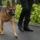 ARCHIVO - El perro del presidente estadounidense Joe Biden, Commander, pasea por los terrenos de la Casa Blanca, en Washington, el 29 de abril de 2023. (AP Foto/Carolyn Kaster, Archivo)