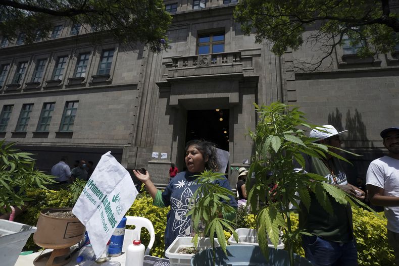 AMN-GEN MÉXICO-MARIHUANA