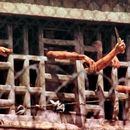 Régimen de Maduro envia a cárceles comunes a estudiantes universitarios por protestas