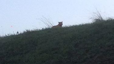 americateve | Esta foto prove&iacute;da por el concejo municipal de Montebrain, al este de Par&iacute;s, muestra un felino silvestre que merodeaba el &aacute;rea, el jueves, 13 de noviembre del 2014. (Foto AP/Ville de Montebrain)
