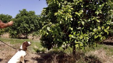 Adiestran perros para detectar enfermedades en cítricos