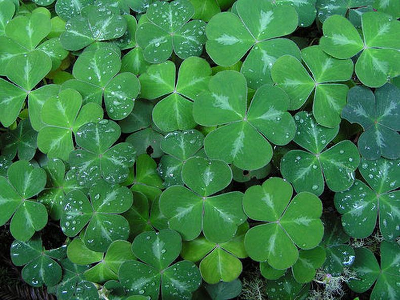 Hoy se celebra el día de San Patricio.  El 17 de marzo se conmemora el fallecimiento de San Patricio, Santo Patrón de Irlanda. Todo el mundo se viste de verde y celebra con cerveza.