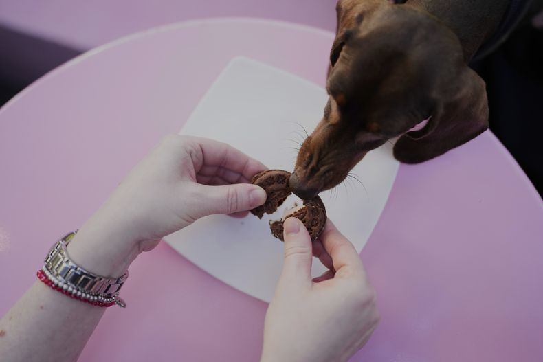 Tita, de dos años, recibe una galleta en Barto Café, una panadería que se especializa en pasteles para perros, en Buenos Aires, Argentina, el domingo 13 de abril de 2025. (AP Foto/Natacha Pisarenko)