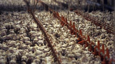 Cuba vuelve a importar pollos de EEUU