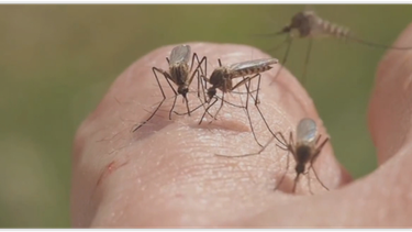 ¿como protegernos de las picaduras de insectos?