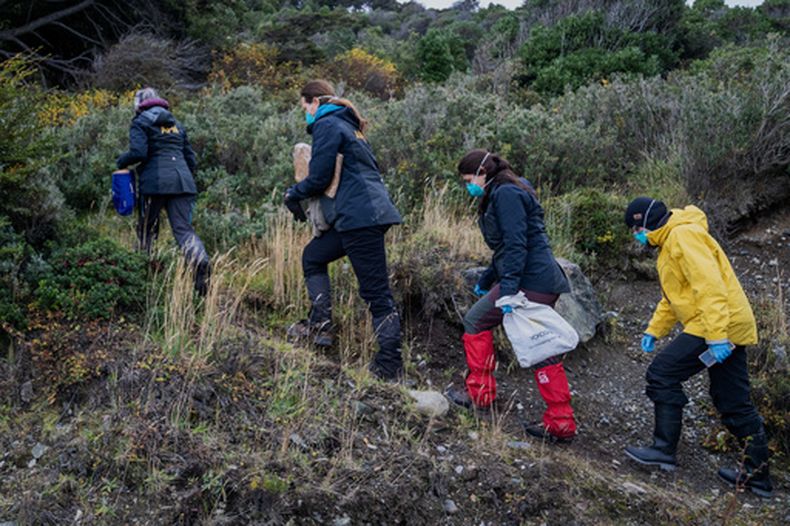 Científicos argentinos recogen trampas colocadas en distintos puntos de Ushuaia, Argentina, el martes 19 de mayo de 2026, como parte de una investigación para determinar el origen del brote de hantavirus en el crucero MV Hondius. (AP Foto/Luján Agusti)