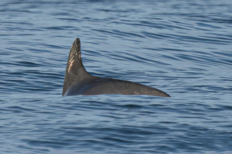 En esta fotografía cortesía de la sociedad de conservación de Sea Shepherd, una vaquita marina nada en el Golfo de California, en México, el 20 de mayo de 2023. (Sea Shepherd Conservation Society vía AP)