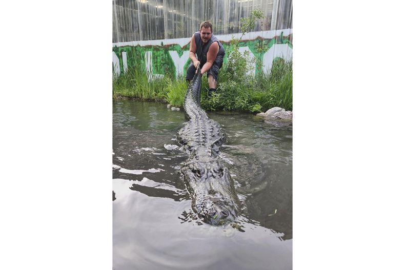 En esta fotografía cortesía de la Granja de Caimanes de Colorado se puede ver a Matt Jordan, un empleado del lugar, mientras jala por la cola a Morris, el caimán, el 9 de junio de 2024, en Mosca, Colorado. (Jay Young/Colorado Gators vía AP)