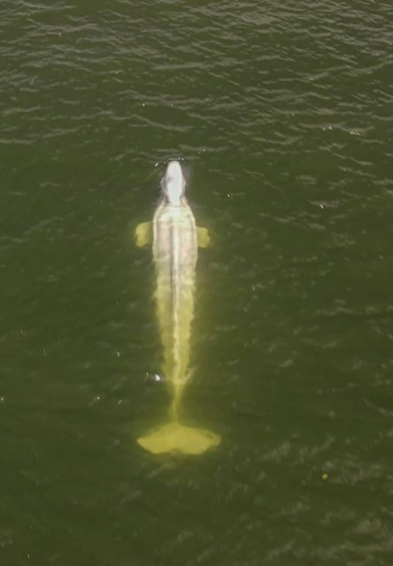 Francia: rescatistas rastrean ballena beluga en el río Sena