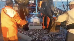 aparecieron los peces en cuba: ciego de avila exporta 94 toneladas de camarones