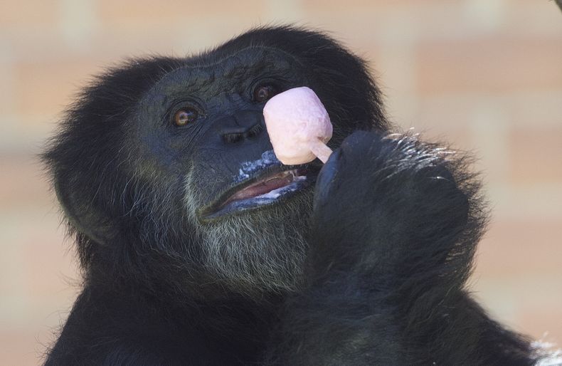 El chimpanc&eacute; Paulinho disfruta de un helado en el zoo de R&iacute;o de Janeiro, mi&eacute;rcoles 8 de enero de 2014. Hombres y animales por igual sufren las temperaturas superiores a los 48 grados (120 Fahrenheit). (AP Foto/Silvia Izquierdo)
