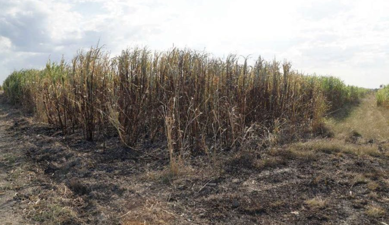 Screenshot 2023-08-22 at 9.55.53 AM.png