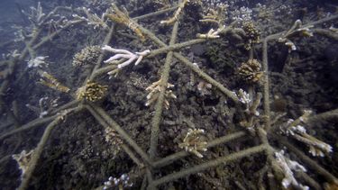 Buscan reforzar Gran Arrecife de Coral ante mundo más cálido