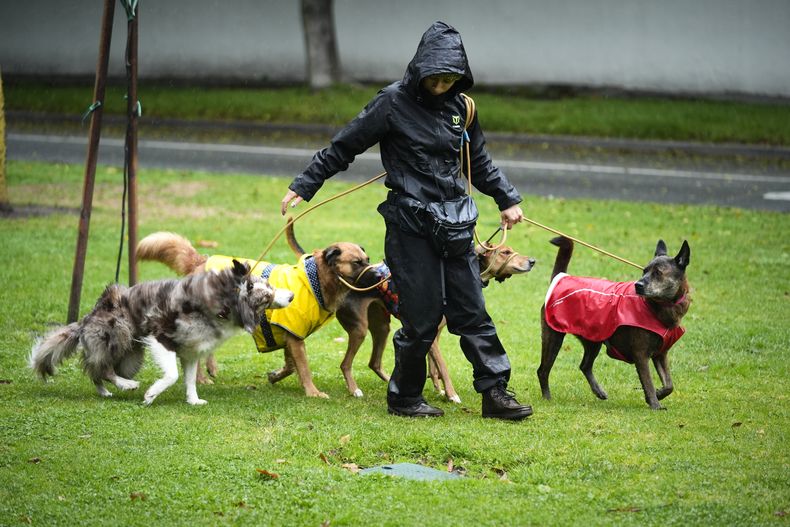 Jade Martin pasea a un grupo de perros bajo la lluvia, el jueves 13 de febrero de 2025, en Los Ángeles. (AP Foto/Damian Dovarganes)