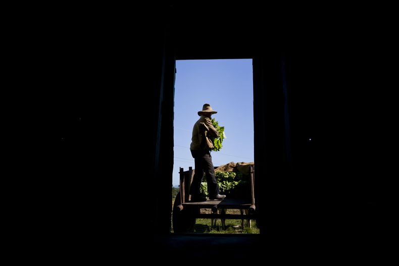 CAR-GEN_CUBA-CULTIVO_DE_TABACO-FOTOGALERÍA-4.jpg