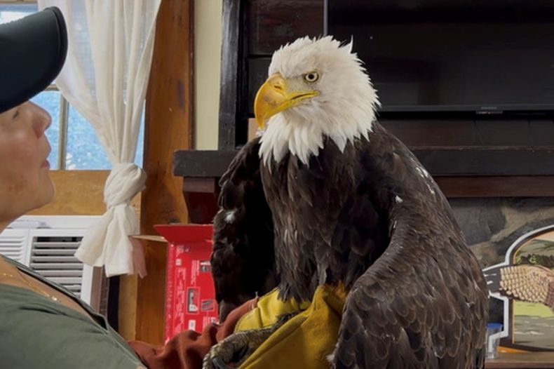 Jackie, el águila calva, es examinada el 18 de julio de 2026, en el Centro de Rescate de Aves Rapaces San Dimas del Condado de Los Ángeles, en San Dimas, California. (Centro de Rescate de Aves Rapaces San Dimas del Condado de Los Ángeles vía AP)