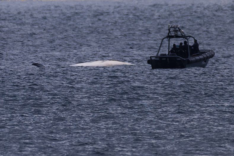 El cadáver de una ballena de Bryde flotando en las aguas de Hong Kong, el lunes 31 de julio de 2023. (AP Photo/Louise Delmotte)