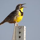 Hay 3.000 millones de aves silvestres menos en Norteamérica