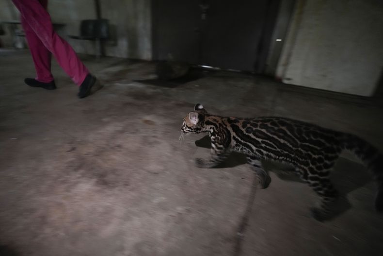 REP-GEN PANAMÁ-ANIMALES SILVESTRES-ALBERGUE
