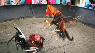 americateve | La policía arrestó a más de cien personas en conexión con peleas ilegales de gallos en el suroeste del condado.