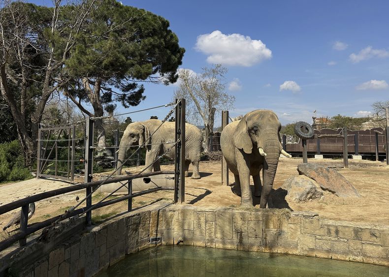 Dos elefantas africanas ancianas, Bully, a la izquierda, y Susi, se ven dentro del zoo de Barcelona en España, el martes 27 de marzo de 2025. (AP Foto/Hernan Muñoz)