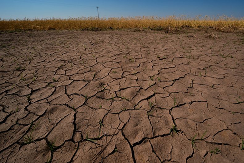 ARCHIVO - Plantas de trigo afectadas por la sequía crecen junto a un terreno reseco en un campo, el 16 de mayo de 2026, cerca de Macksville, Kansas. (AP Foto/Charlie Riedel, archivo)