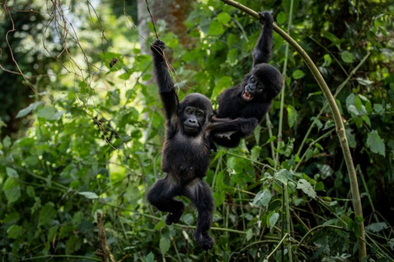 Dos bebés gorilas en el Parque Nacional Bwindi en Uganda, el 3 de abril del 2021. (AP foto)