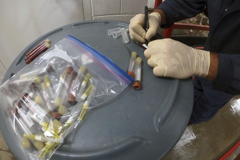 ARCHIVO - En esta foto facilitada por el Departamento de Agricultura de Estados Unidos, el encargado del cuidado de los animales etiqueta una muestra de sangre recogida de un ternero lechero vacunado contra la gripe aviar en las instalaciones de investigación del Centro Nacional de Enfermedades Animales en Ames, Iowa, el miércoles 31 de julio de 2024. (USDA Agricultural Research Service via AP, archivo)