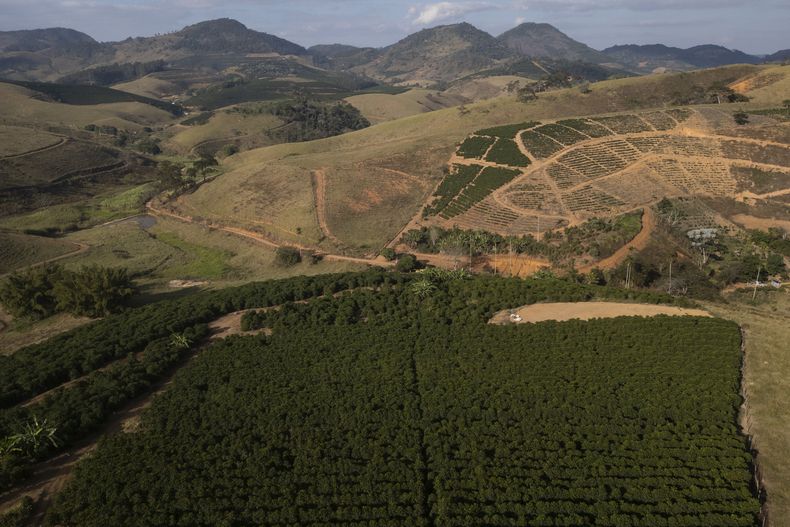 El sol ilumina la plantación de café de Jose Natal da Silva en Porciuncula, en el estado de Río de Janeiro, Brasil, el 17 de julio de 2025. (AP Foto/Bruna Prado)