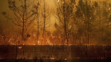 Científicos: Trump se equivoca al dar razones de incendios