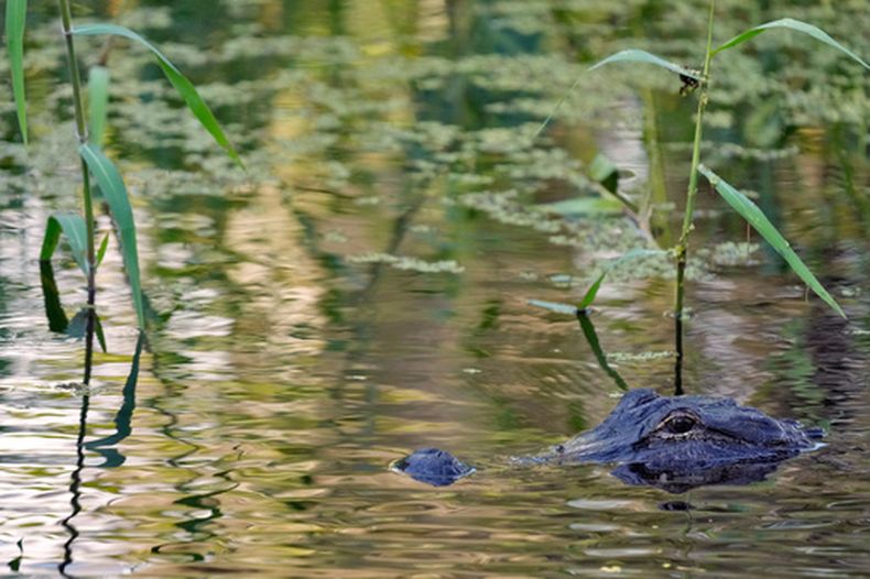 ARCHIVO - Un caimán observa desde el agua en la Reserva Circle B Bar, el martes 21 de octubre de 2025, en el condado Polk, Florida. (Foto AP/Chris OMeara, archivo)