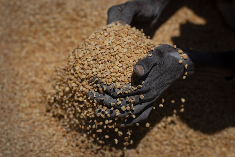 ARCHIVO - Una mujer etíope recoge porciones de guisantes amarillos para entregarlas a familias que esperan. Los alimentos fueron distribuidos por la Sociedad de Auxilios de Tigray en Agula, en el norte de Etiopía, 8 de julio de 2021. (AP Foto/Ben Curtis, File)