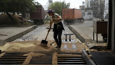Archivo - Una trabajadora barre grano luego de ser descargado por camiones en un elevador, en Melitopol, en el sur de Ucrania, el 14 de julio de 2022. (AP Foto, Archivo)